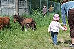 Foto Mostra Cavallo Bardigiano 2009 Cavallo_bardigiano_09_020