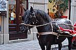 Foto Natale 2008 - Mercatini/ Natale_2008_008