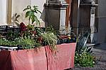 Foto Sagra della Castagna - Borgotaro 2007 Sagra_Castagna_Borgotaro_036