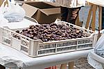Foto Sagra della Castagna - Borgotaro 2007 Sagra_Castagna_Borgotaro_041