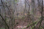Foto Winter Trail Tarsogno 2025 Winter_Trail_Tarsogno_25_035
