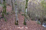Foto Winter Trail Tarsogno 2025 Winter_Trail_Tarsogno_25_338