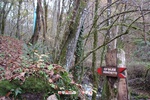 Foto Winter Trail Tarsogno 2025 Winter_Trail_Tarsogno_25_339