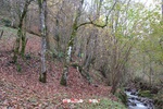 Foto Winter Trail Tarsogno 2025 Winter_Trail_Tarsogno_25_406