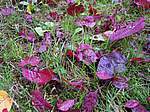 Autunno 2005 01