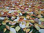 Autunno 2005 02