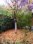 Autunno 2005 03