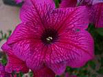 Autunno 2005 05