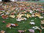 Autunno 2005 06