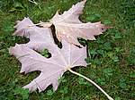 Autunno 2005 07