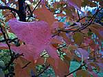 Autunno 2005 08