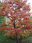 Autunno 2005 09