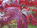 Autunno 2005 10