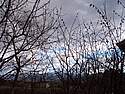 Bedonia 002 selva di rami