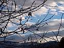 Bedonia 003