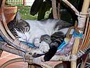 micio che dorme